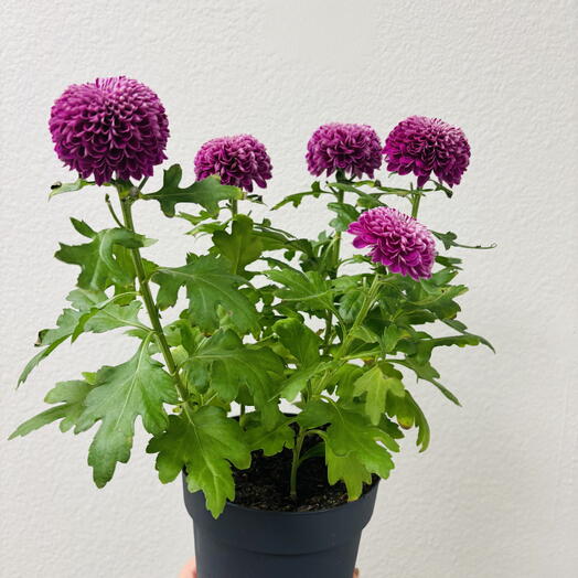 Хризантема Лолипоп