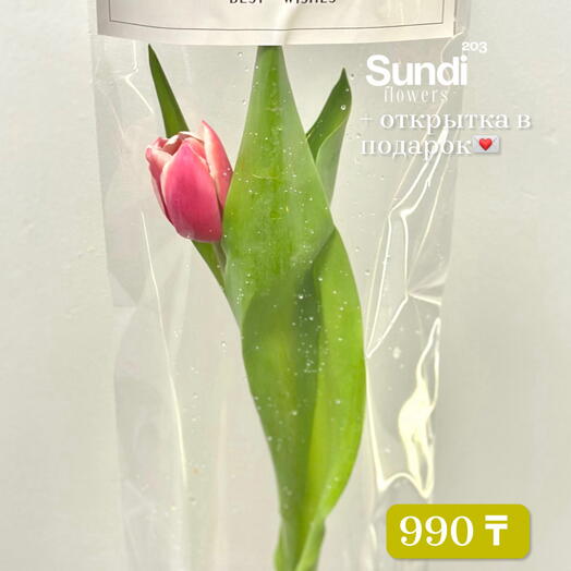 Тюльпан в трендовой переноске