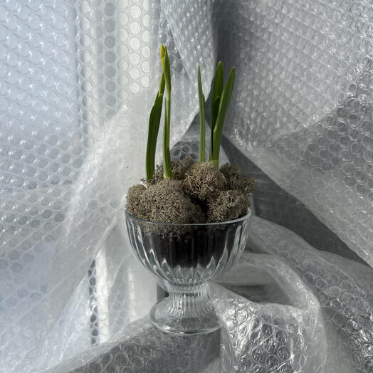 Нарцисс желтый