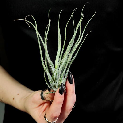 Тилландсия Элерсиана (Tillandsia Ehlersiana)