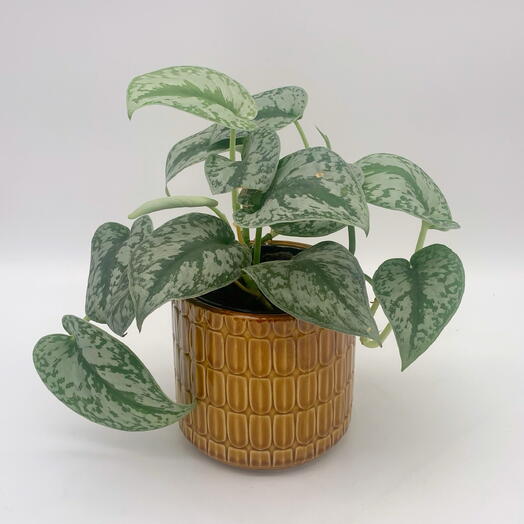 Сциндапсус в ярком кашпо