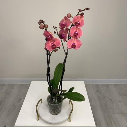 Орхидея Фаленопсис Asian Coral  2 цветоноса с цветами и бутонами в горшке d12cm комнатные цветы на подарок