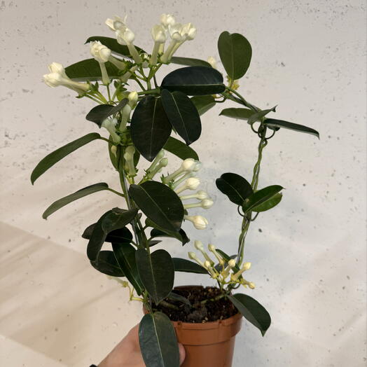 Стефанотис