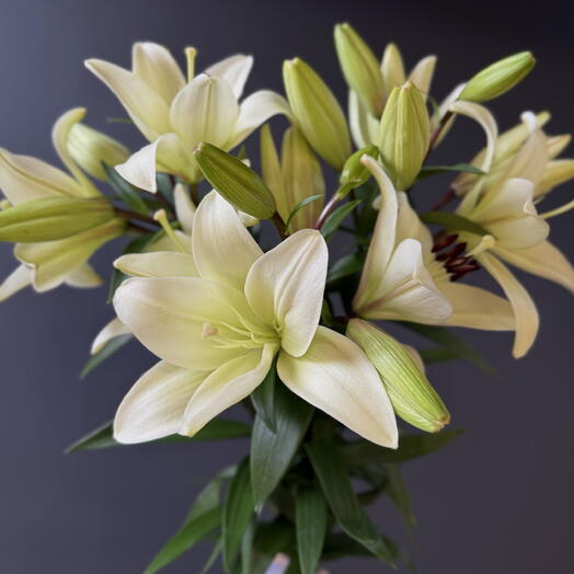 Букет из лилий под ленту