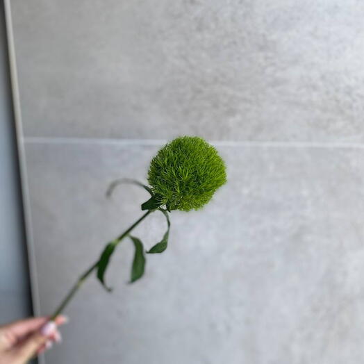 Гвоздика GREEN TRICK