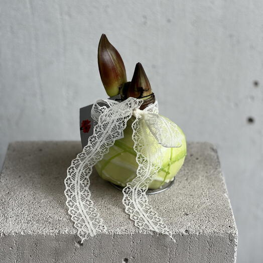 Луковица амариллиса в воске с кружевом