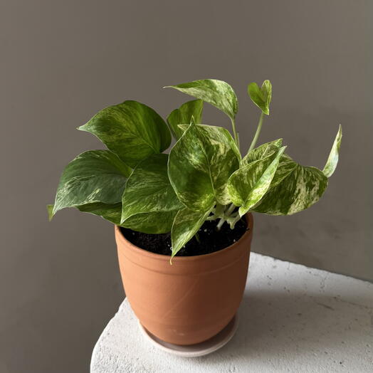 Эпипремнум Marble Queen в керамике