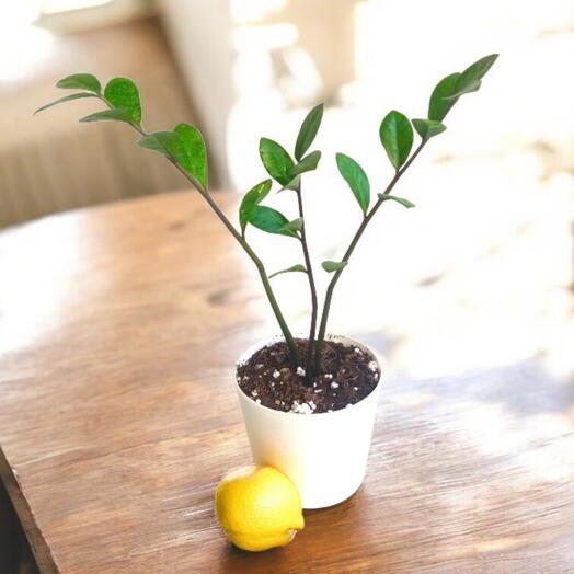 Долларовое дерево - Zamioculcas zamiifolia