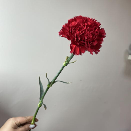 Гвоздика