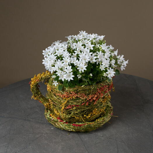 Кампанула белая в чашечке (колокольчики)