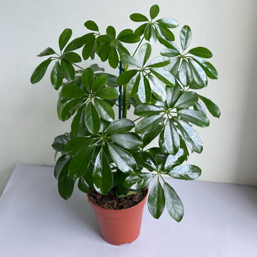 Шеффлера 🌿