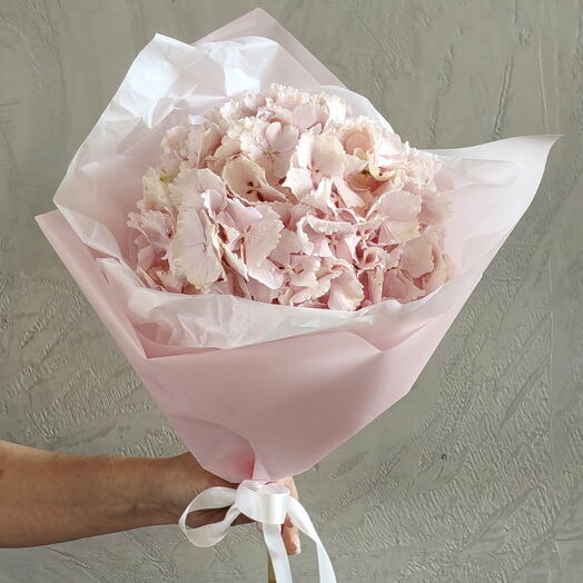 Гортензия Розовая🌸