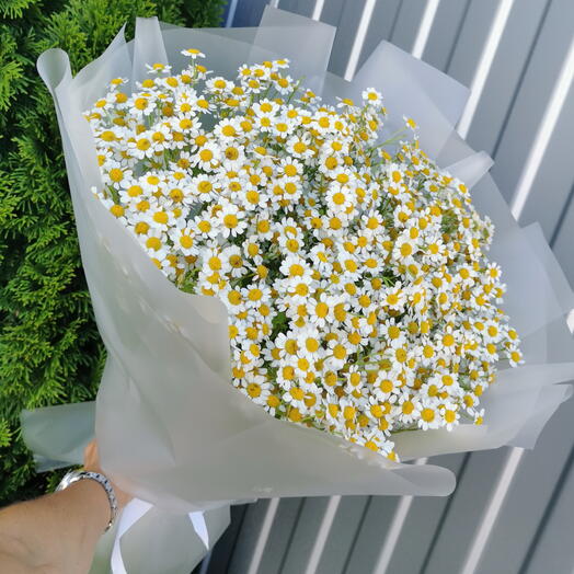 Букет матрикарий🤍🌼