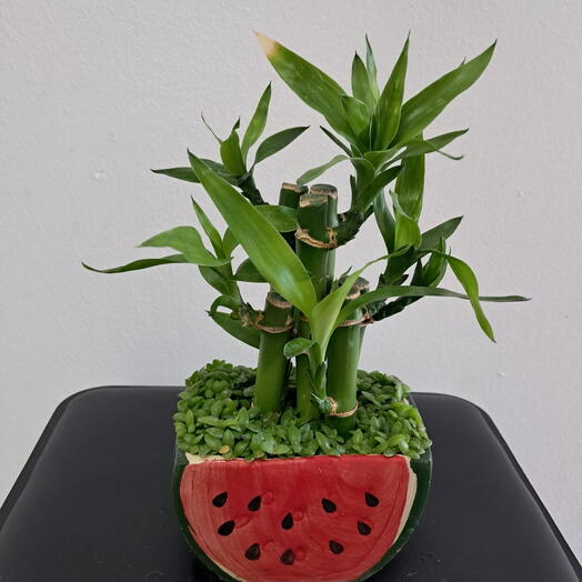 Бамбук в керамическом горшке.😉🍉