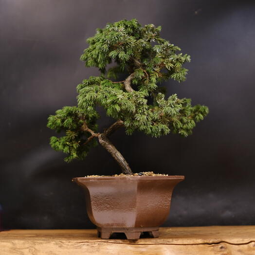 Бонсай Можжевельник Tosho (Japan), 41см