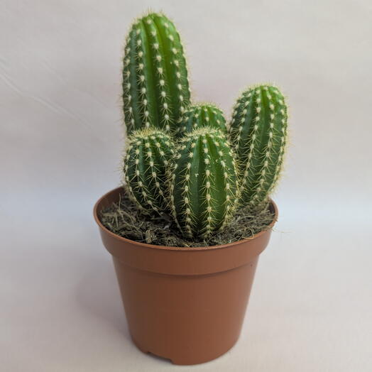 Кактус в горшке 🌵 Неприхотливый комнатный суккулент (2)