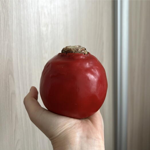 Амариллис в воске луковица крупная ️