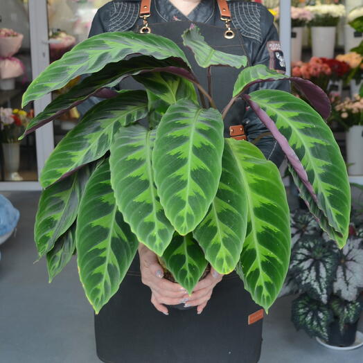 Калатея «Фьюжн Вайт» (Calathea ‘Fusion White )