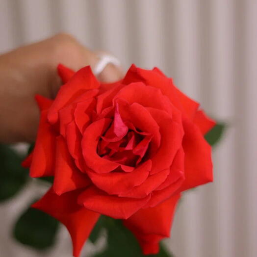 Французская роза