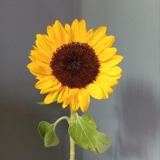 Подсолнух 🌻