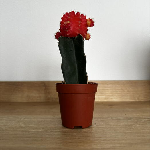 Gymnocalycium mihanovichii – Colorful Moon Cactus