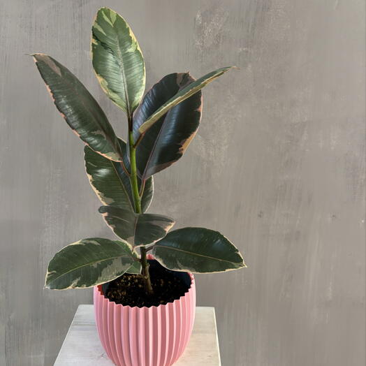 Шикарный Фикус эластика Бейлис в розовом кашпо