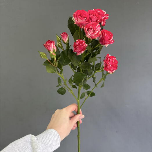 Кустовые розы🌷