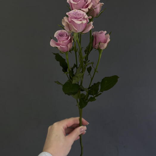 Кустовые розы фиолетовые💜