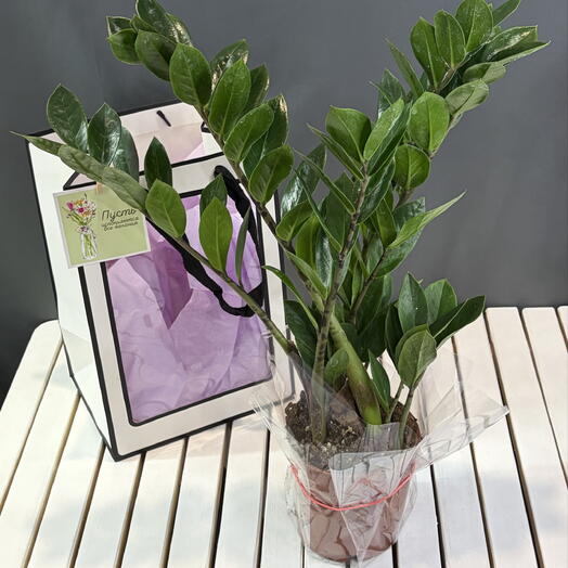 Indoor plant Zamiokulkas