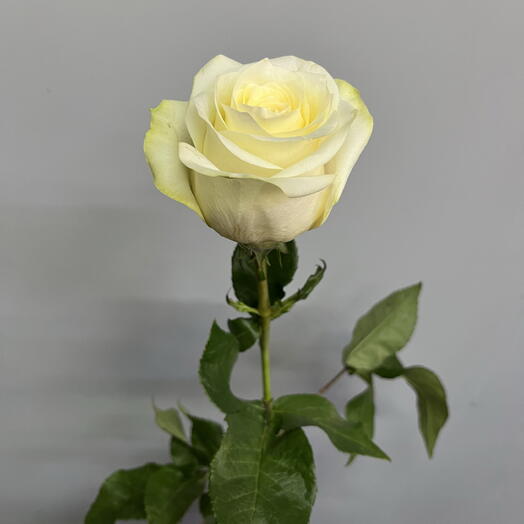 Роза «Канделайт»