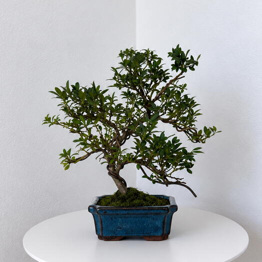 Bonsai Ilex – Miniature Tree with Timeless Charm