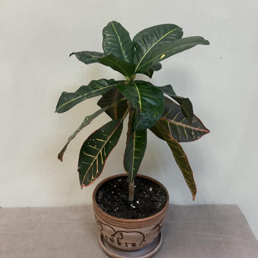 Кротон ( Croton) в керамическом горшке