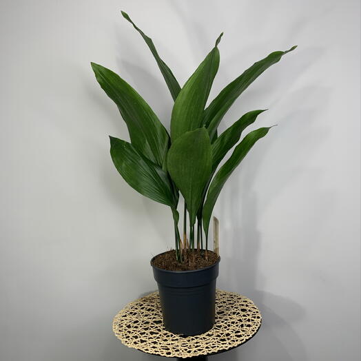 Аспидистра (Aspidistra elatior) в горшке d17 cm комнатные цветы на подарок
