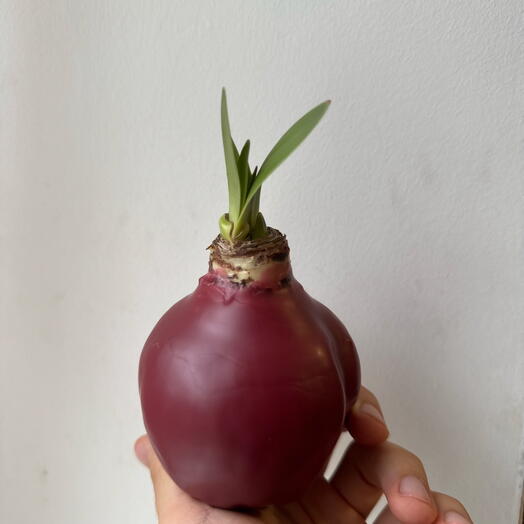 Амариллис эксклюзивный сорт