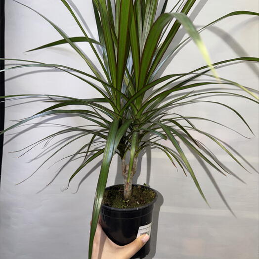 🌿 Драцена маргината / Dracaena marginata