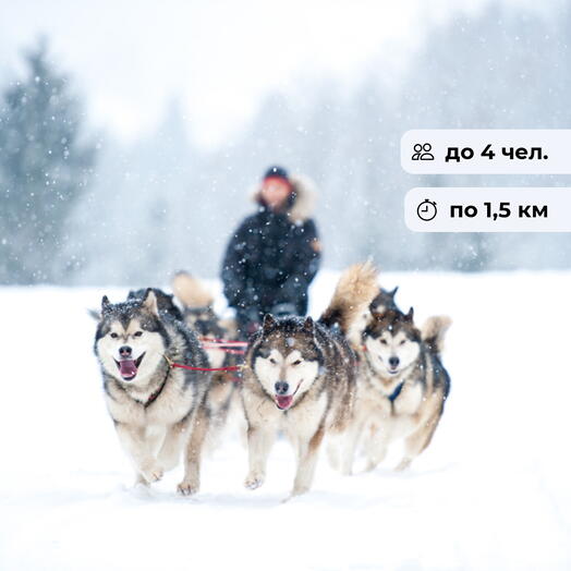 Хаски - лучший друг. Катание на собачьих упряжках