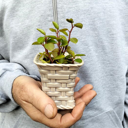 Пеперомия Тетрафилла Хоуп (Peperomia Hope)
