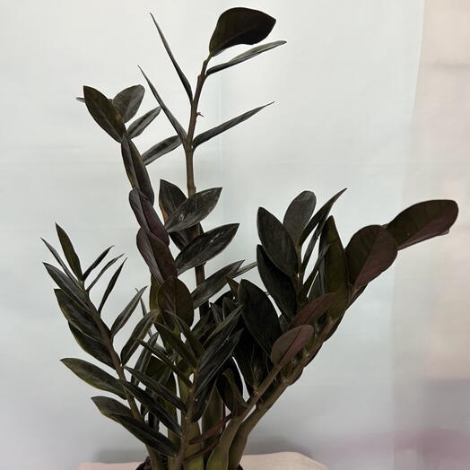 замиакулькус черный (средний)
