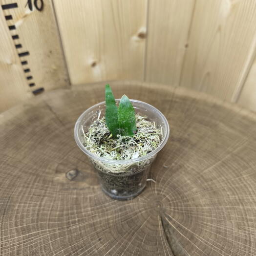 Платицериум Виллинки Platycerium willinckii jade girl