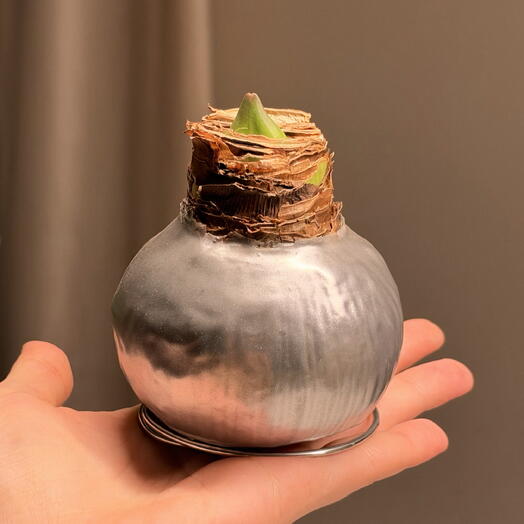 Amaryllis in wax 😍
