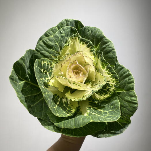 Брассика 🥬