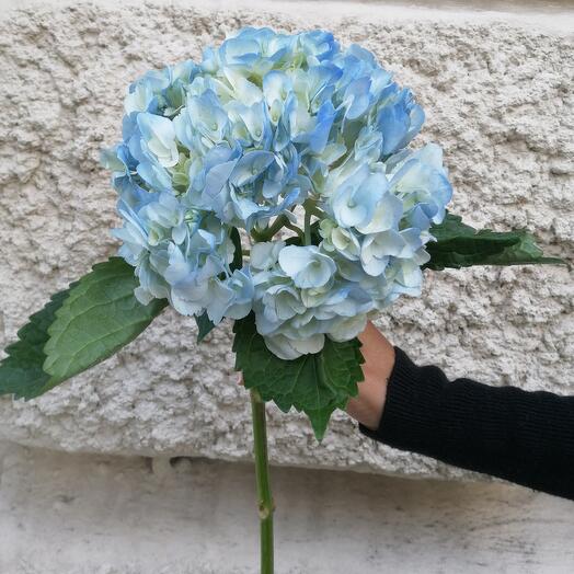 АКЦИЯ Гортензия light blue