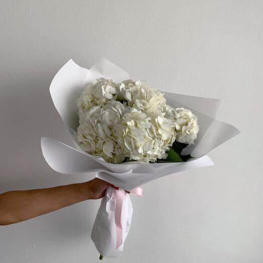 Hortensia blanca