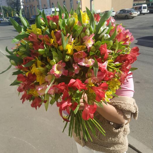 51 Альстромерия