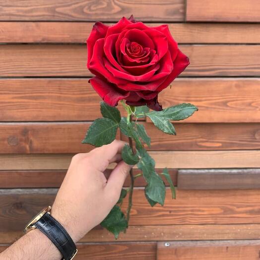 Rosa Explorer
