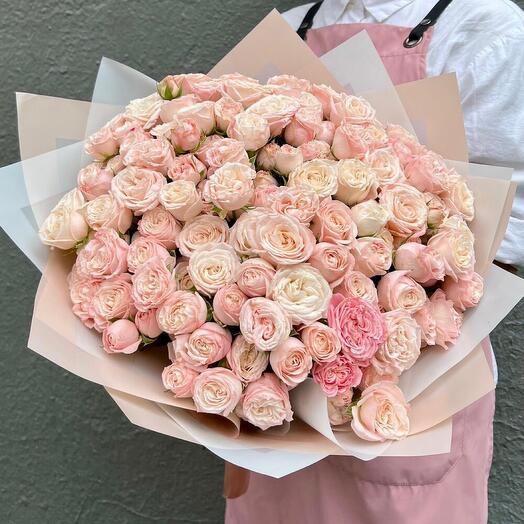 35 bush peony-shaped Roses Bombastic