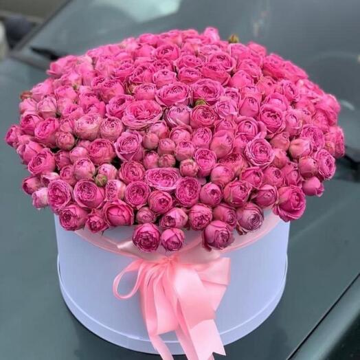 Мисти Баблс в коробке
