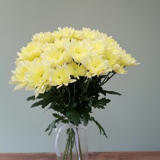 Chrysanthemum bush