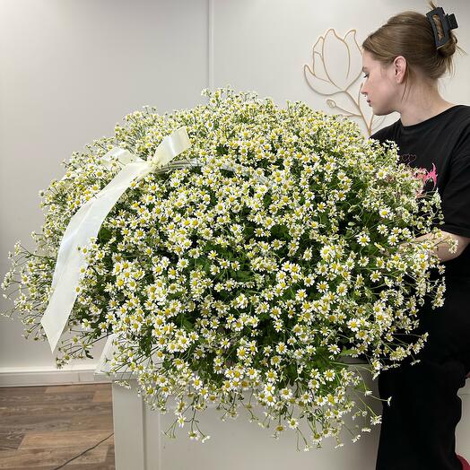 Гигантская корзина ромашек 101 шт (Ромашки танацетум)