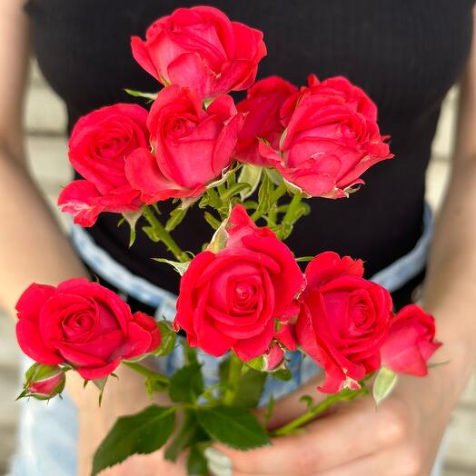 Rosa Arbusto "Cherry Cheops"